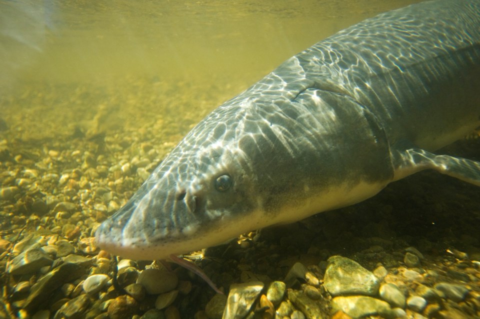 20250220-lake-sturgeon