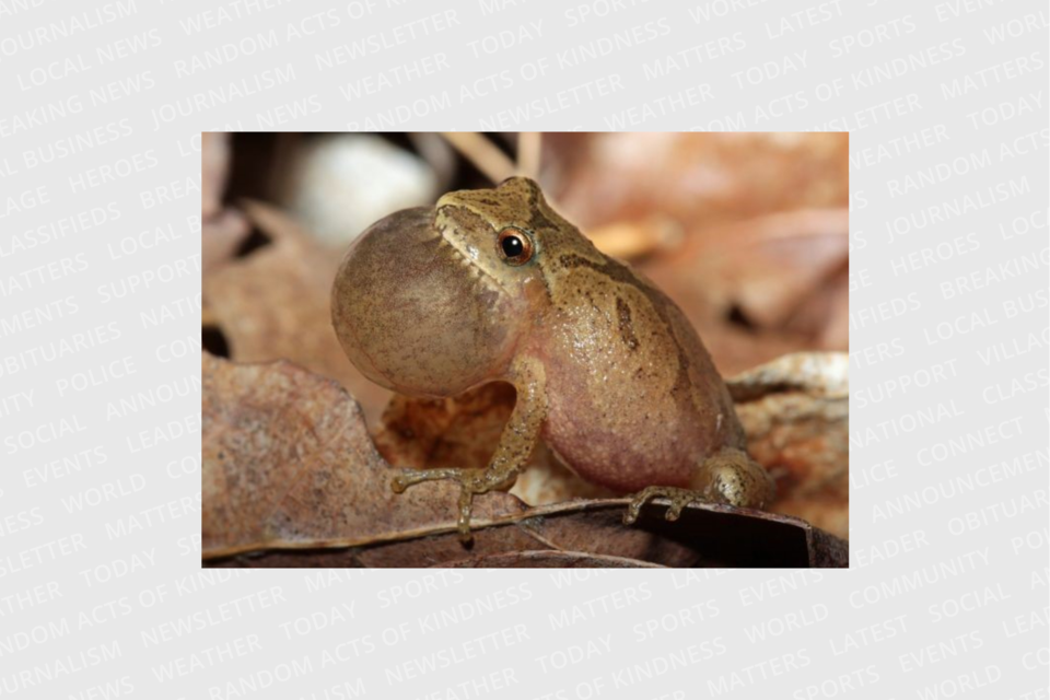 20250321-spring-peeper