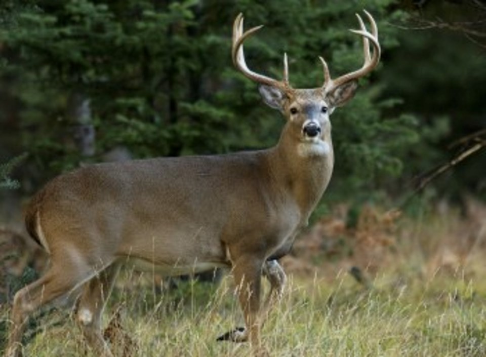 Michigan Department Of Natural Resources Wants To Hear From Deer ...