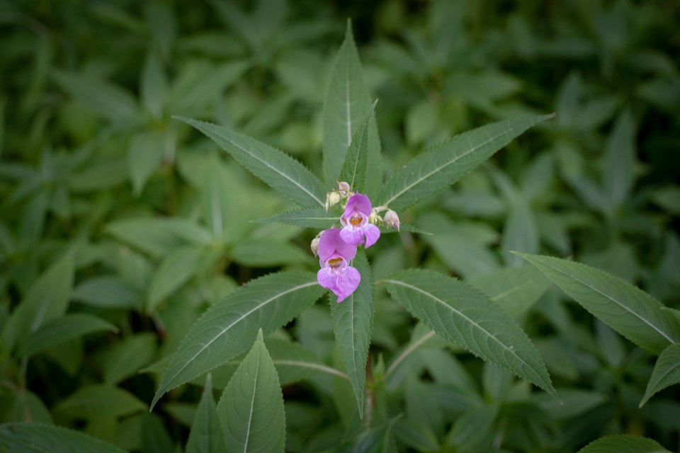 20180816-himalayan-balsam