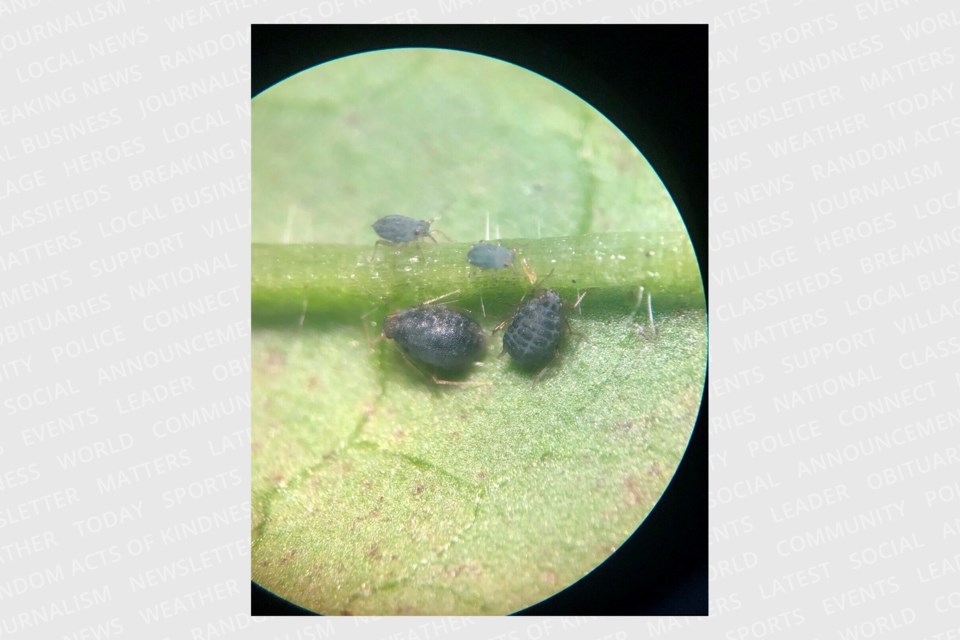 Magnified image of garlic mustard aphids showing their grenade-like coloring and markings