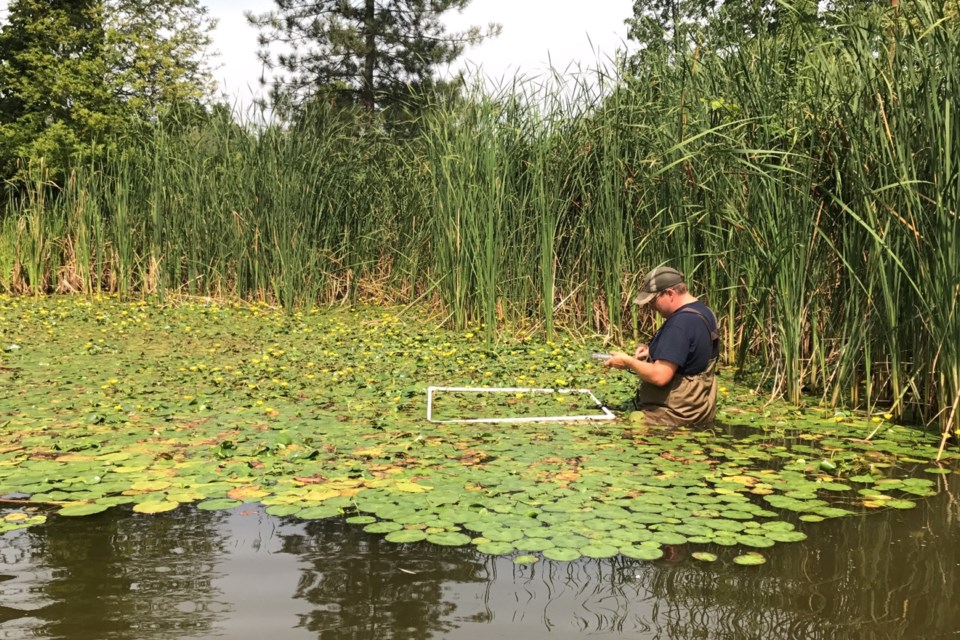 An EGLE biologist surveys for aquatic invasive plants.