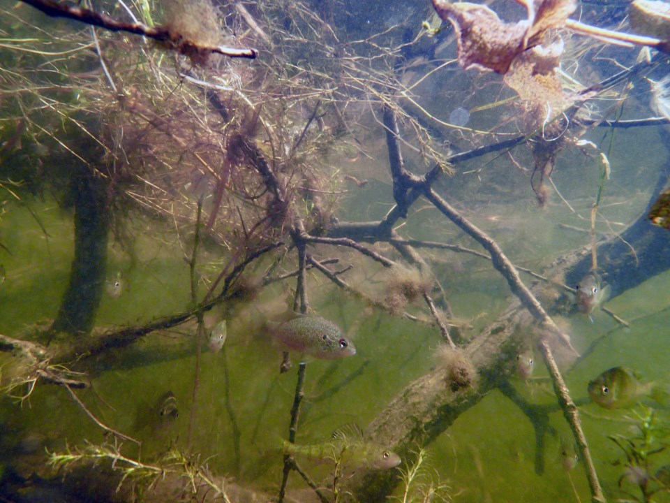 20241224-mdnr-fish-habitat