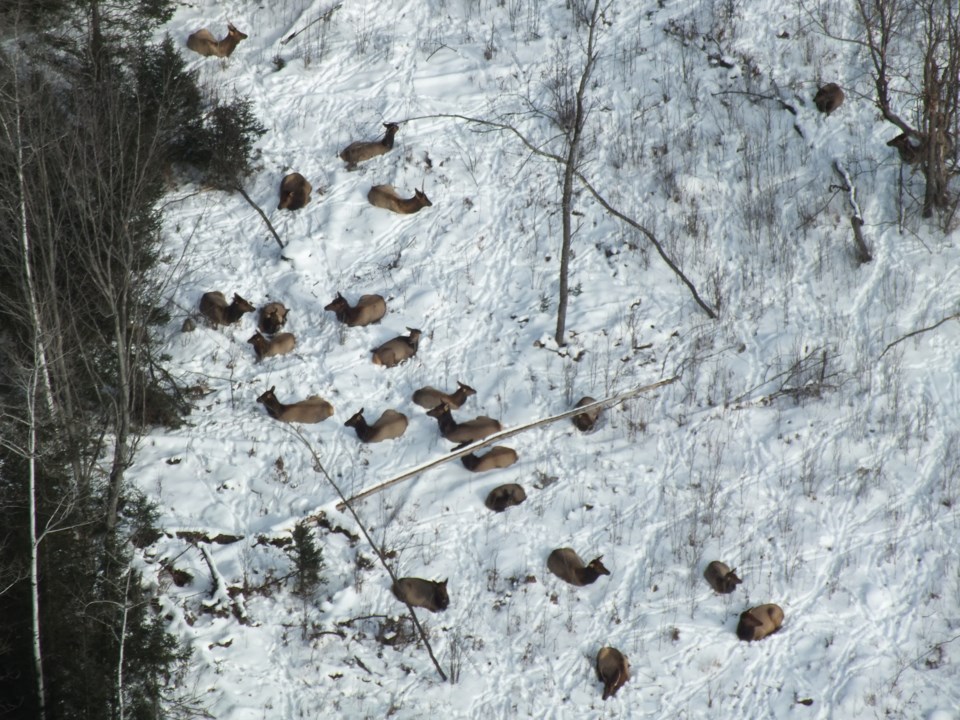 Elk survey photo