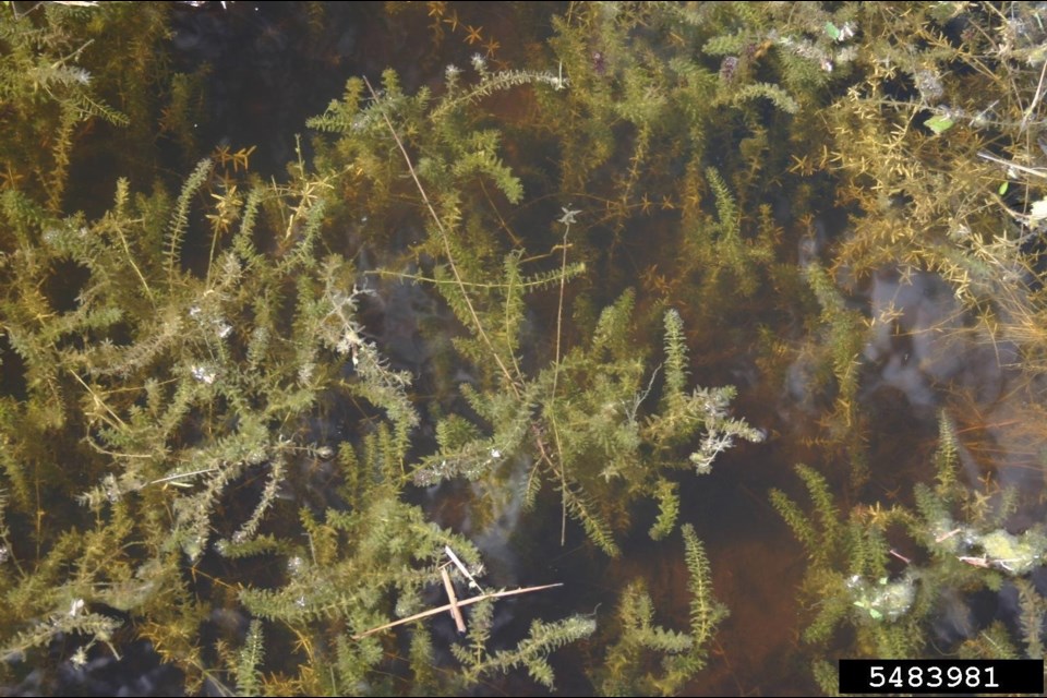 Invasive hydrilla is considered one of the world’s most invasive aquatic plants.