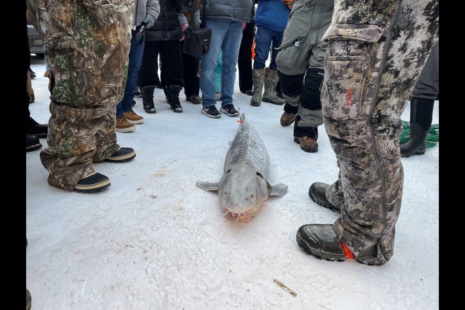 The 2025 Black Lake sturgeon season ended after only 17 minutes of fishing, at 8:17 a.m. on Feb. 1