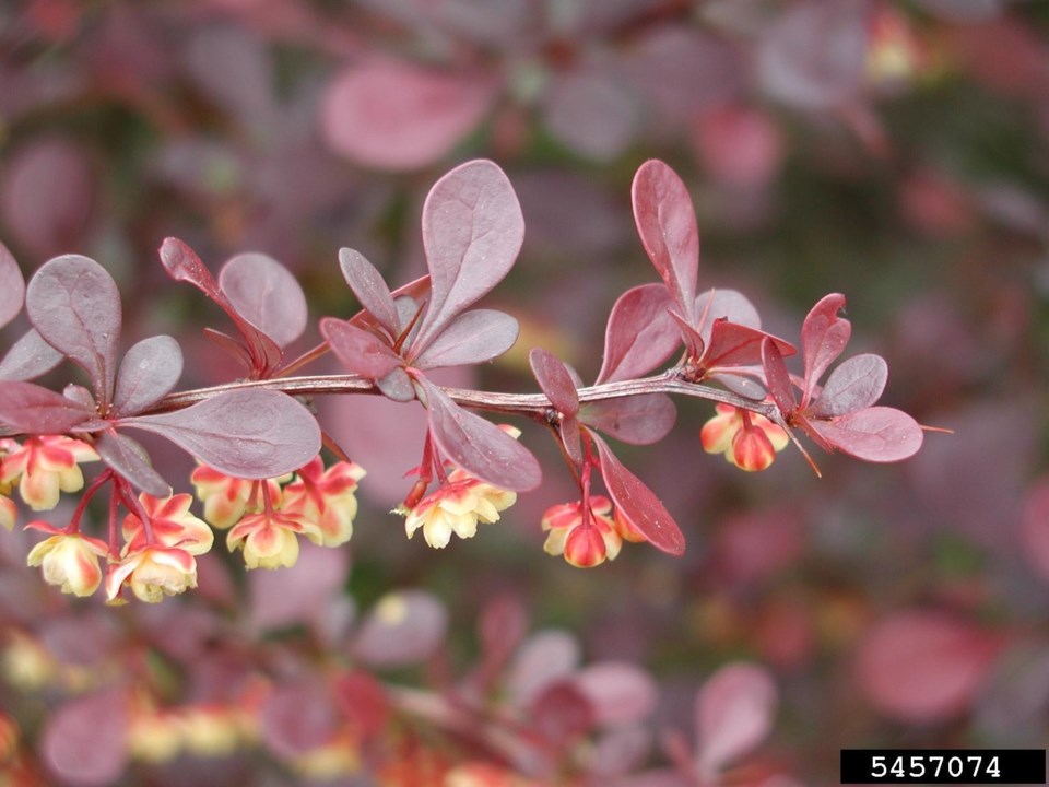 20250212-japanese-barberry