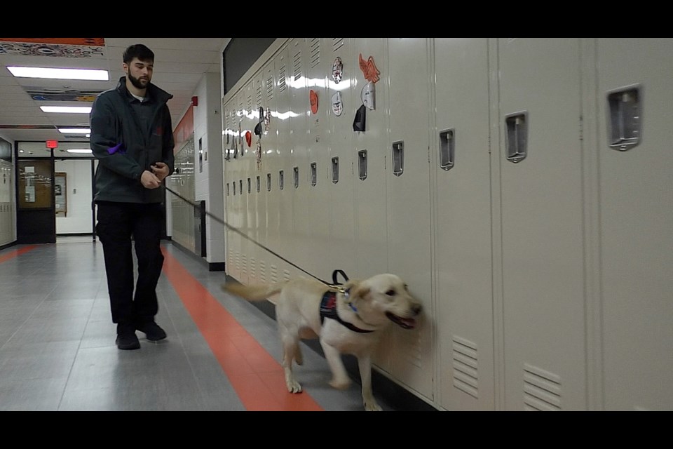 Gator, and his handler, Carlos Molina, walk down the hallway looking for firearms and explosives.