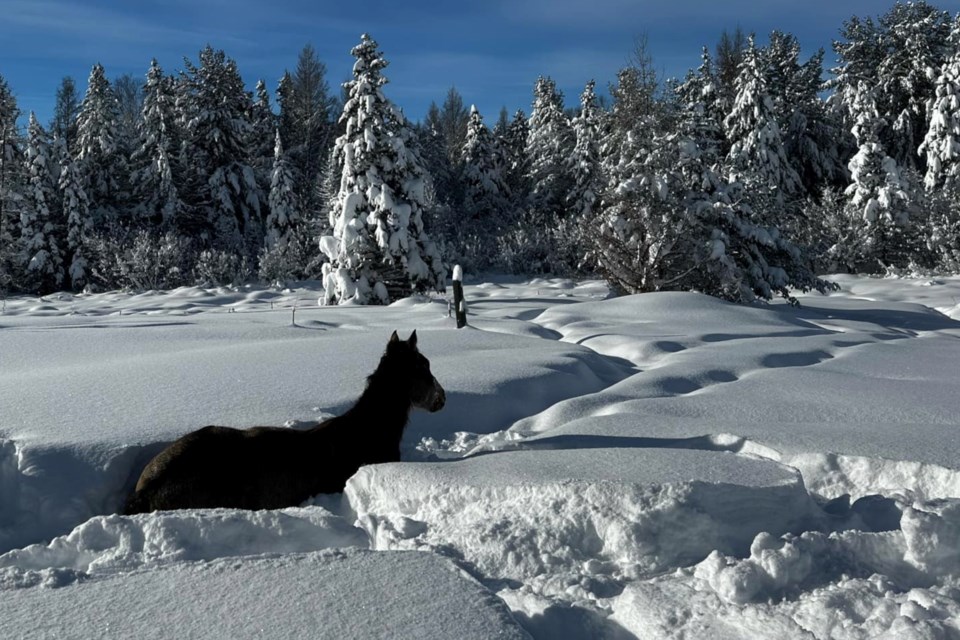 3'-4' of snow....yes, feet of snow, piled up since last Monday in parts of the Eastern U.P. with the north end of Sugar Island seeing the most.