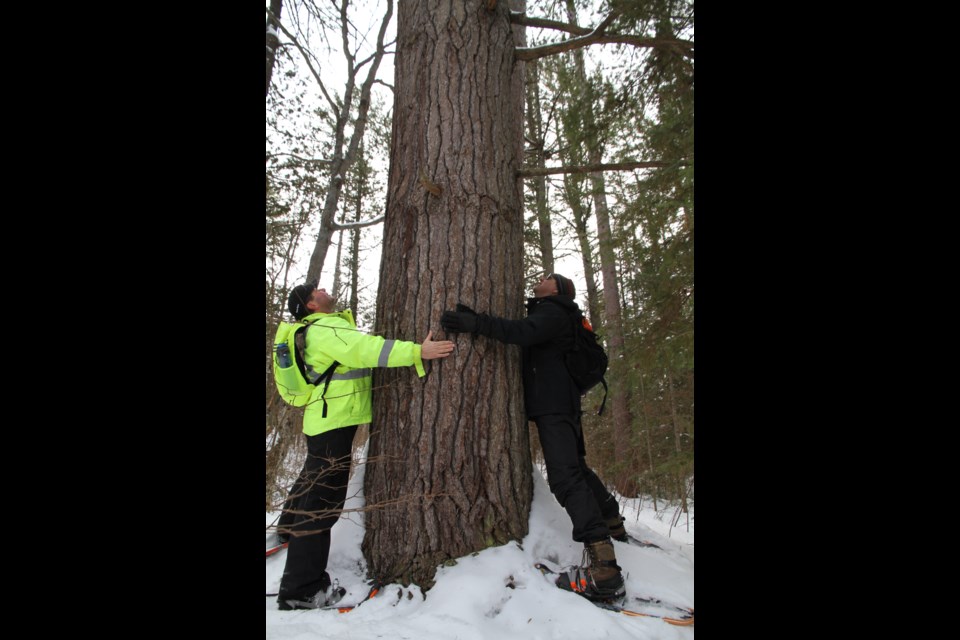 Don't hesitate to hug a tree. The benefits of tree emitted aerosols are many.