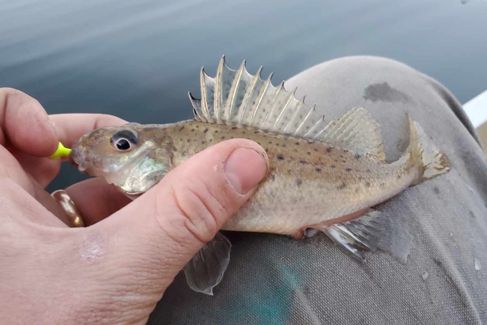 Local angler Dustin Graham caught this rarely seen Eurasian Ruffe in the waters of Jones Landing earlier this month. The fish is invasive as it can reproduce rapidly and impacts native fish species.