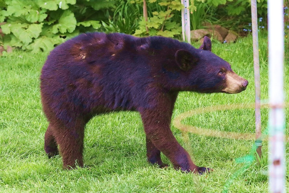 This impressive photo of a bear was taken on Fort Creek Drive last Monday prior to being uploaded to the SSM Bear Watch group on Facebook.