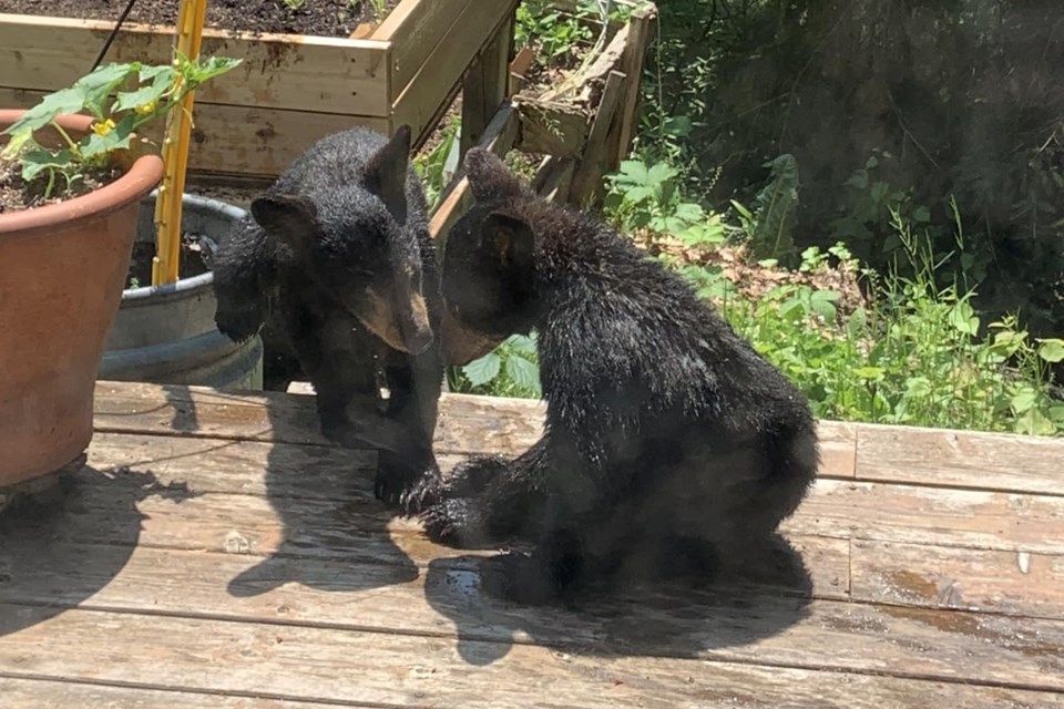 Sault resident Cindy Walker captured this photo of two bear cubs playing in her MacDonald Avenue backyard just one day before one of the cubs was struck and killed by a vehicle on Lake Street