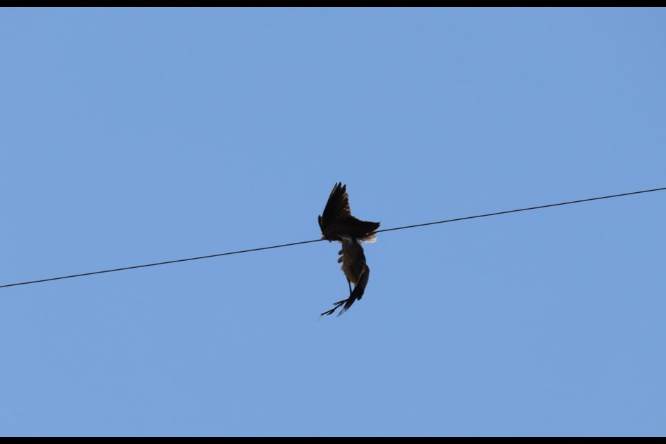 A sandhill crane has been stuck in the powerlines next to the Flying J gas station since 6 a.m. Wednesday. 