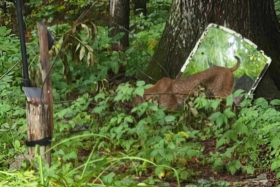 A larger-sized cat came to say hello to Bill Gendron and his wife on Wednesday afternoon; they suspected it was a cougar, but others believe the animal is a bobcat or lynx.