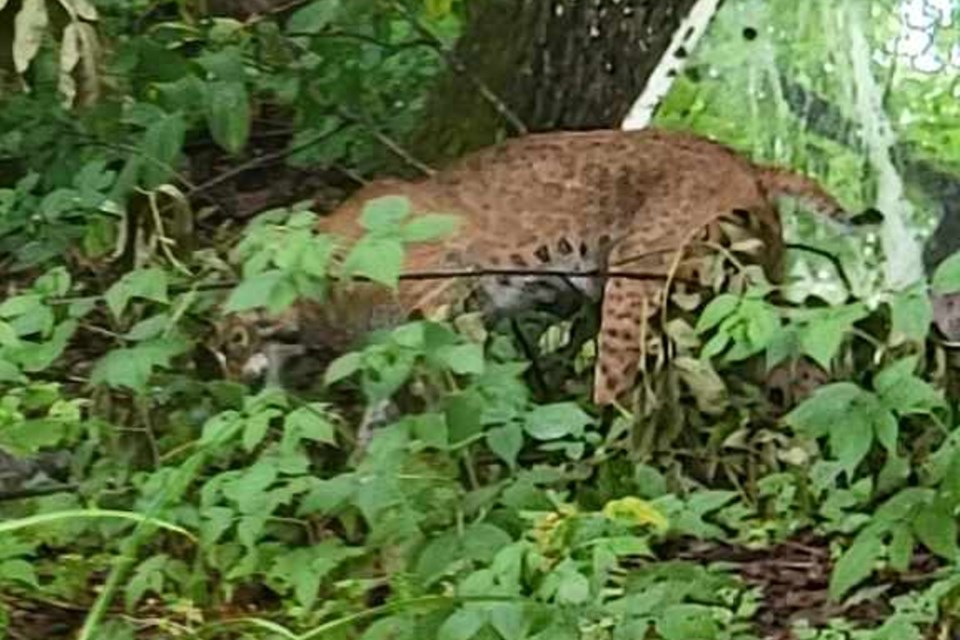 A big cat came to say hello to Bill Gendron and his wife on Wednesday afternoon; they initially suspected it was a cougar, but the ministry believes it was a bobcat.