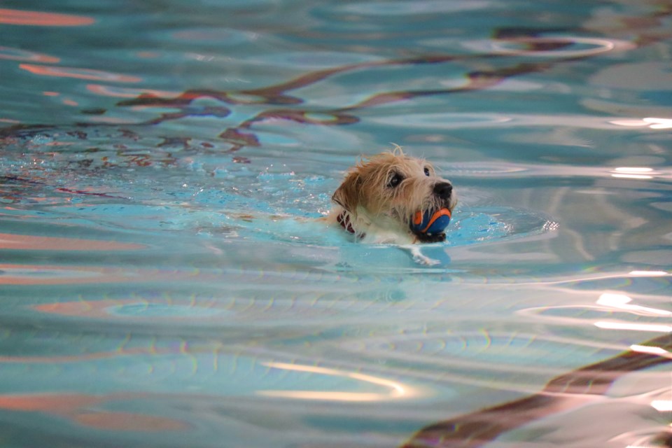 Furry friends taking over YMCA pool this weekend - Sault Ste. Marie News