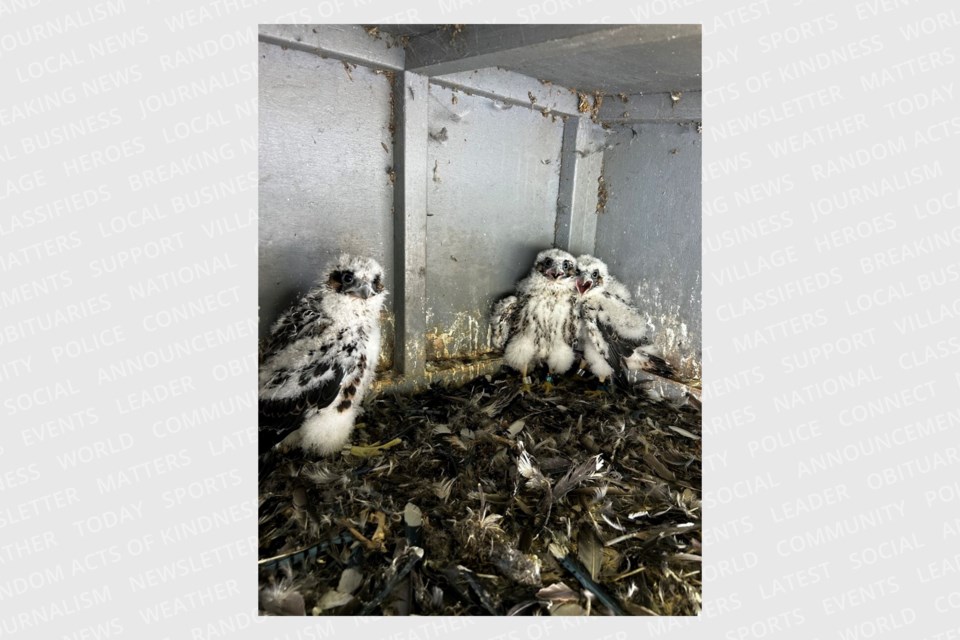 Three peregrine falcon chicks stand in their nest box on the U.S. side of the Sault Ste. Marie International Bridge on June 4, 2024. International Bridge staff named the two female birds Janet and Barb and the male bird Chum.