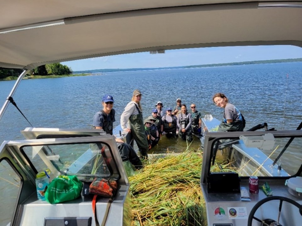 2024-07-31-georgian-bay-forever-phragmites-removal