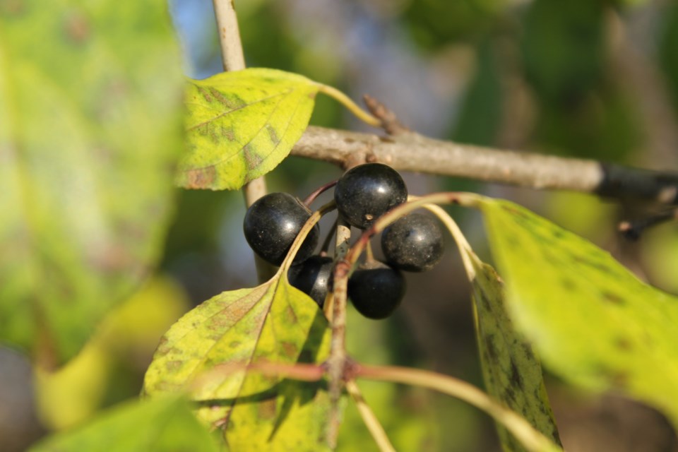 Wreaths and other natural decor may contain invasive plants such as common buckthorn, which could spread to natural spaces and outcompete native species, degrade the quality of wildlife habitat, and more