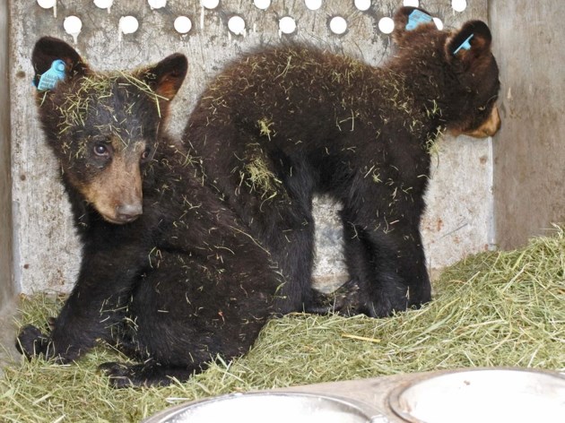 Orphan bear cubs found near Blind River will return this time next year - SooToday