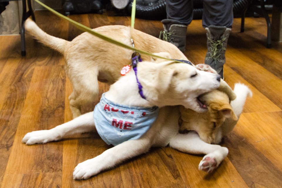 Northern Critters in Need had puppies available for adoption at Pet Valu on Second Line on Sunday, Jan. 15, 2017. Donna Hopper/SooToday