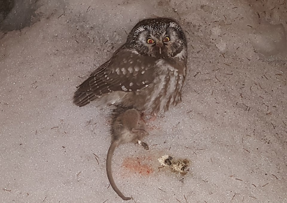 2018-03-01 owl eating rat