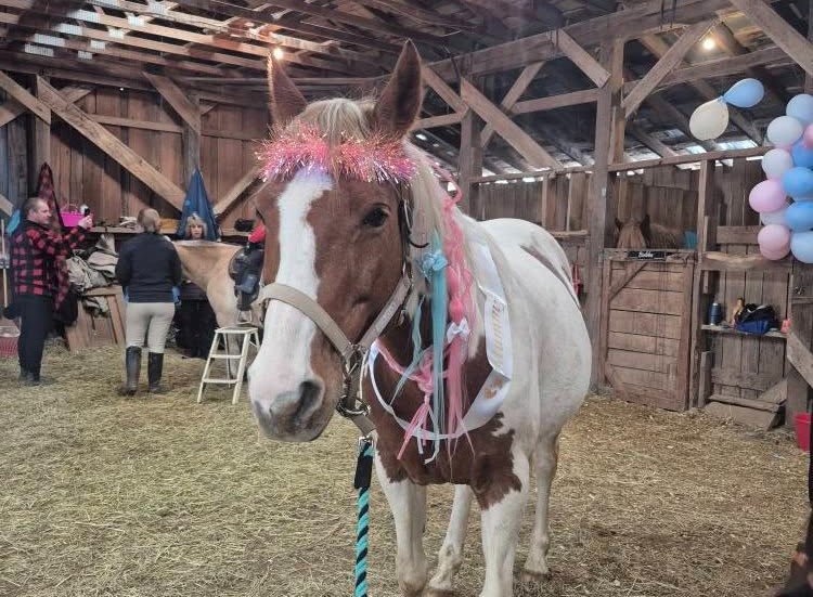 Hundreds attended Lil Peace of Heaven Acres Farm on Saturday to help Sierra the horse celebrate her baby, which is due later this spring.