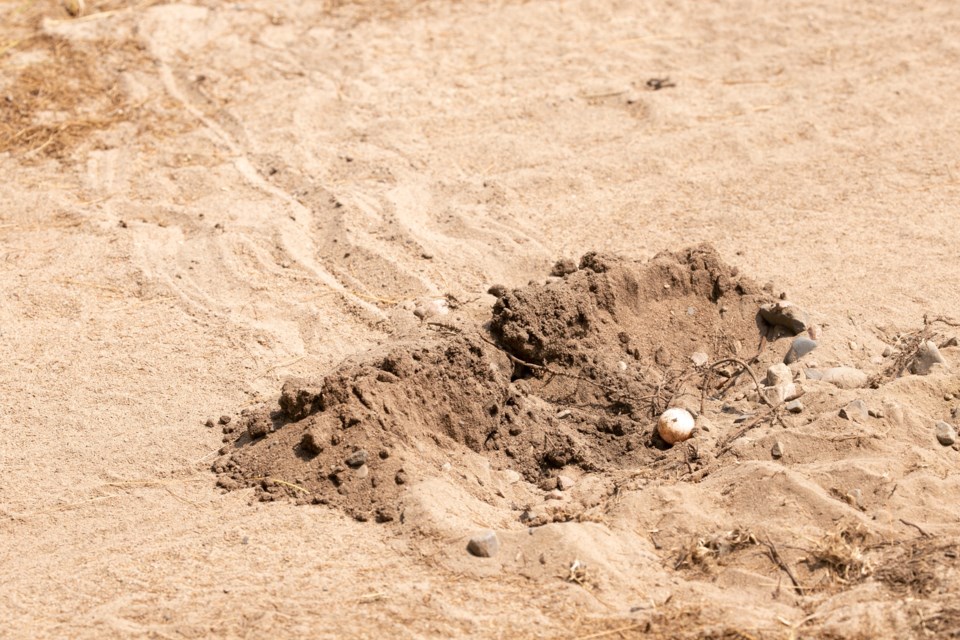 A snapping turtle nest recently dug on a dirt road at Bell’s Point Beach Campground.