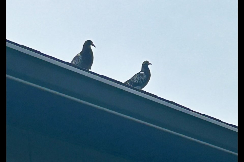 Two baby pigeons in the city's west end - once lost and now found by their mom and dad pigeons - are now flying and safe with their mother.