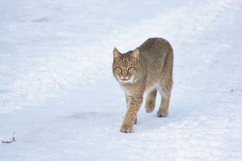 Bobcat spotted in Goulais on New Year's Day 2018. Photo submitted by Carolynn Ouellette