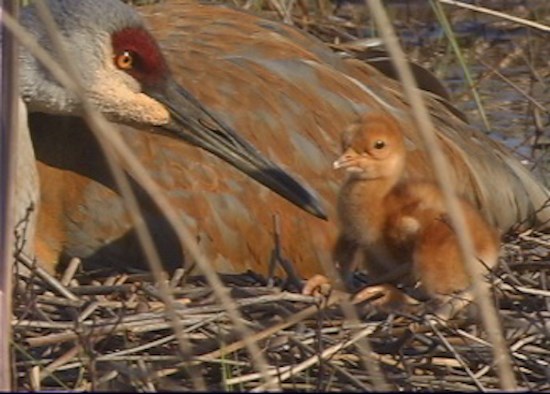 Crane Mom and Chick (2)