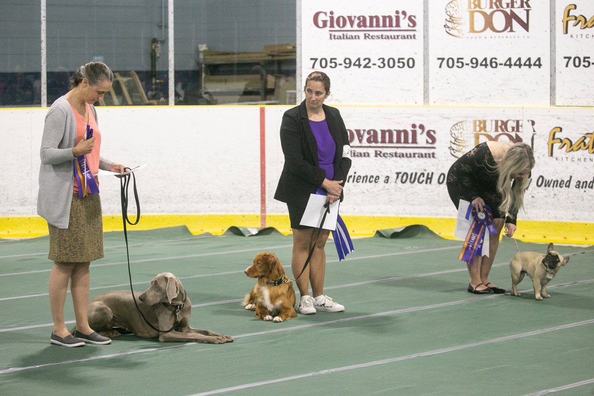 Time to enjoy the dog club’s annual dog show this weekend