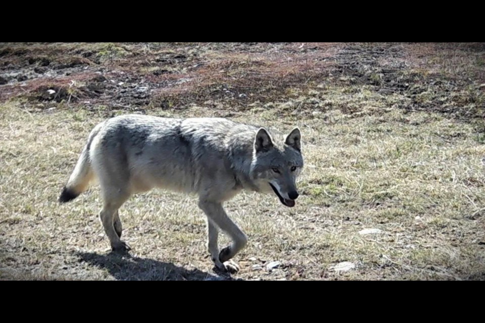 Ruby is one of several wolves being tracked in an Algoma Highlands Conservancy project.