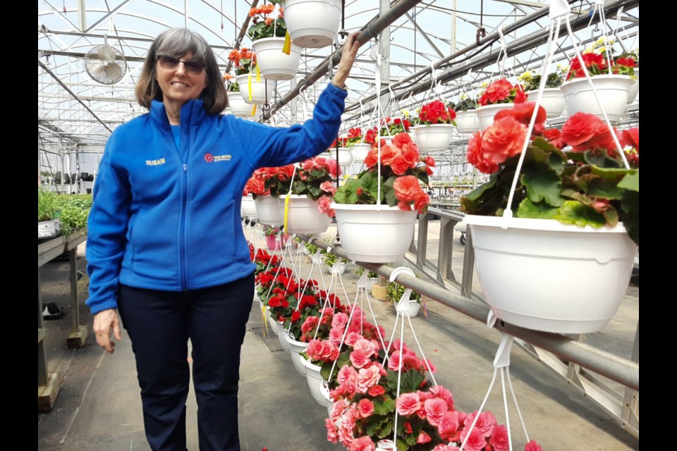 Susan Richards, New North Greenhouses garden centre manager, May 10, 2020. Darren Taylor/SooToday