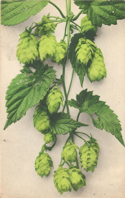 Hops on the vine