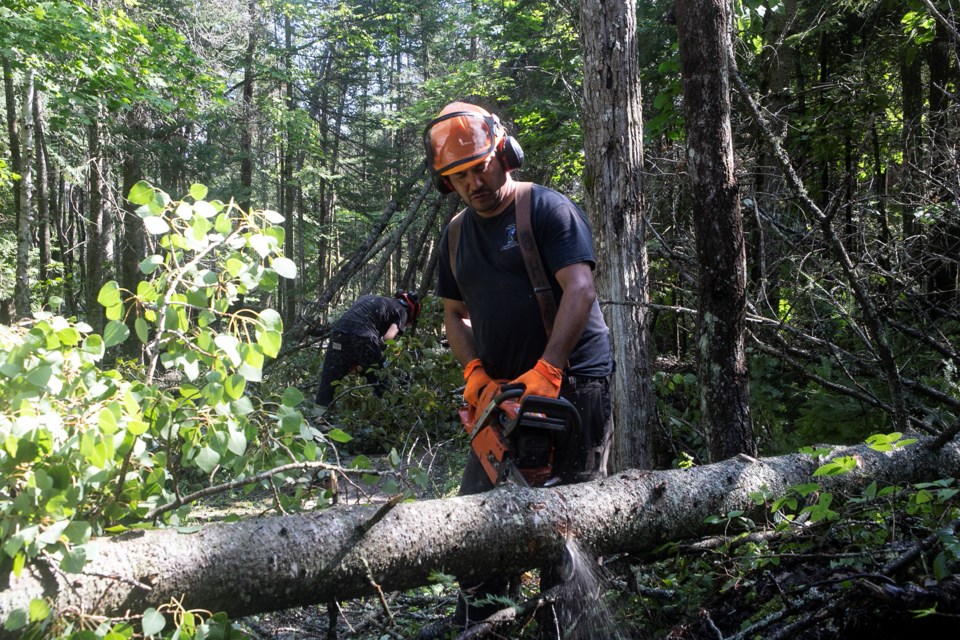 Ian Naogizic of Advanced Urban Forestry cuts into a downed branch during cleanup efforts on Canoe Point Road on Thursday. Kenneth Armstrong/SooToday