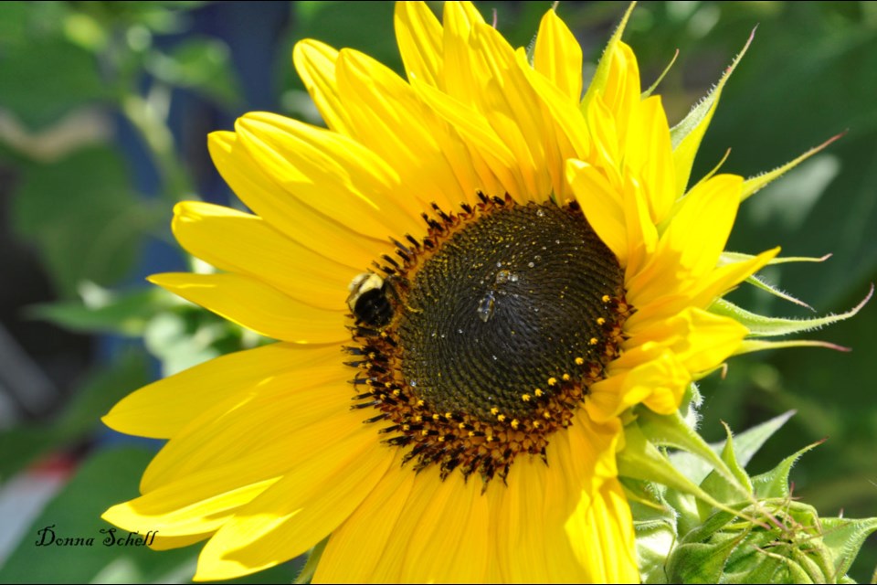 Marie Gibbon attributes the eye-catching stocks to a mix of rich soil and regular watering throughout the dry spell. Donna Schell for SooToday