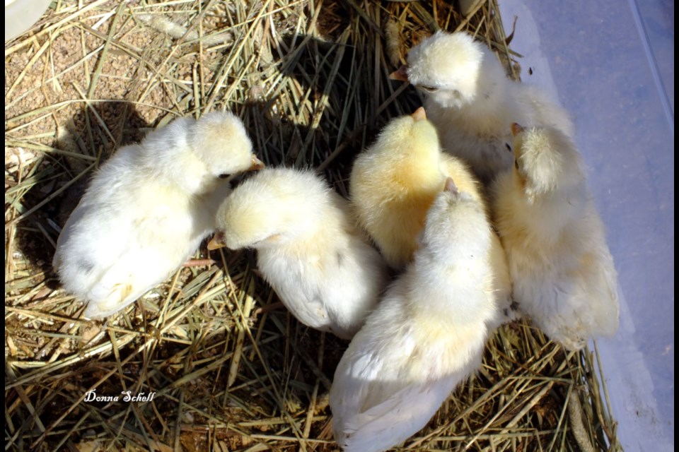 More than 40 vendors came together on Sunday, May 6, at the Johnson Township Community Centre for the Everything Country fur and feather sale in support of Youth Algoma Poultry Association. Donna Schell for SooToday