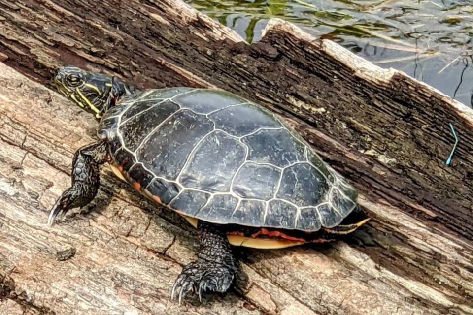 The turtles, this one is painted, left way too early this year, a forthcoming winter blast of snow is predicted, but it won't stay on. 