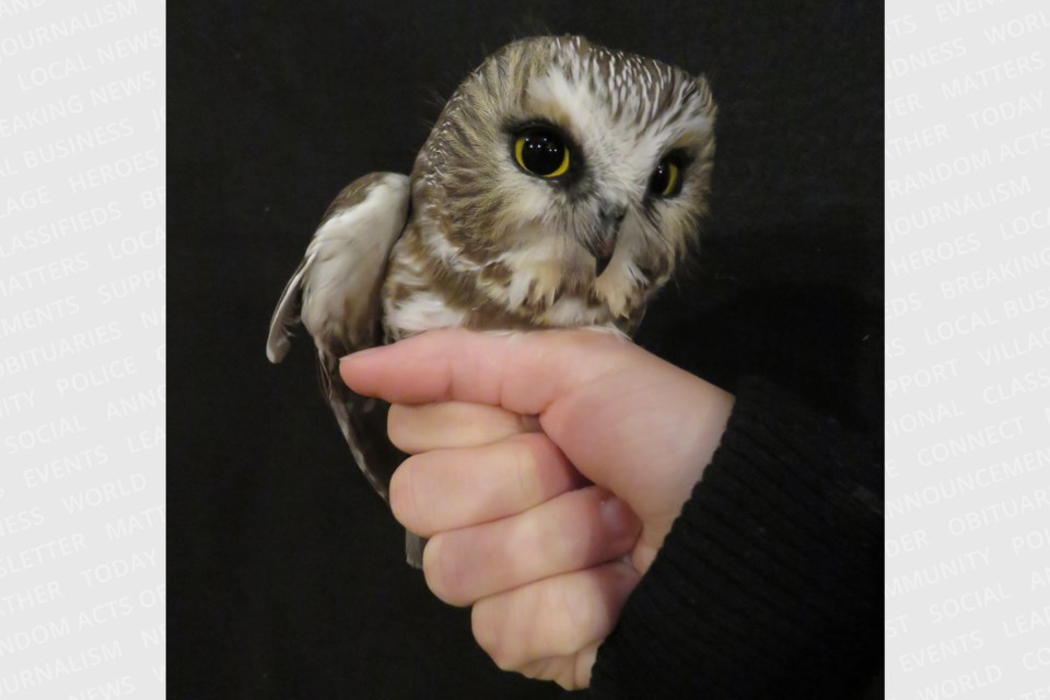 The Northern Saw-whet Owl is one of the small owls captured at the Hilliardton Marsh Research & Education Centre.