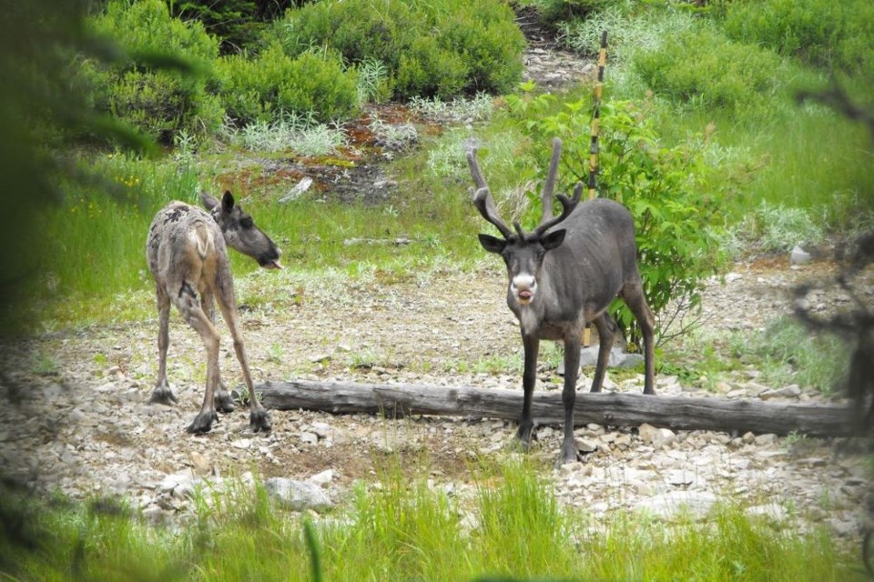 Caribou are once again flourishing on the Slate Islands.