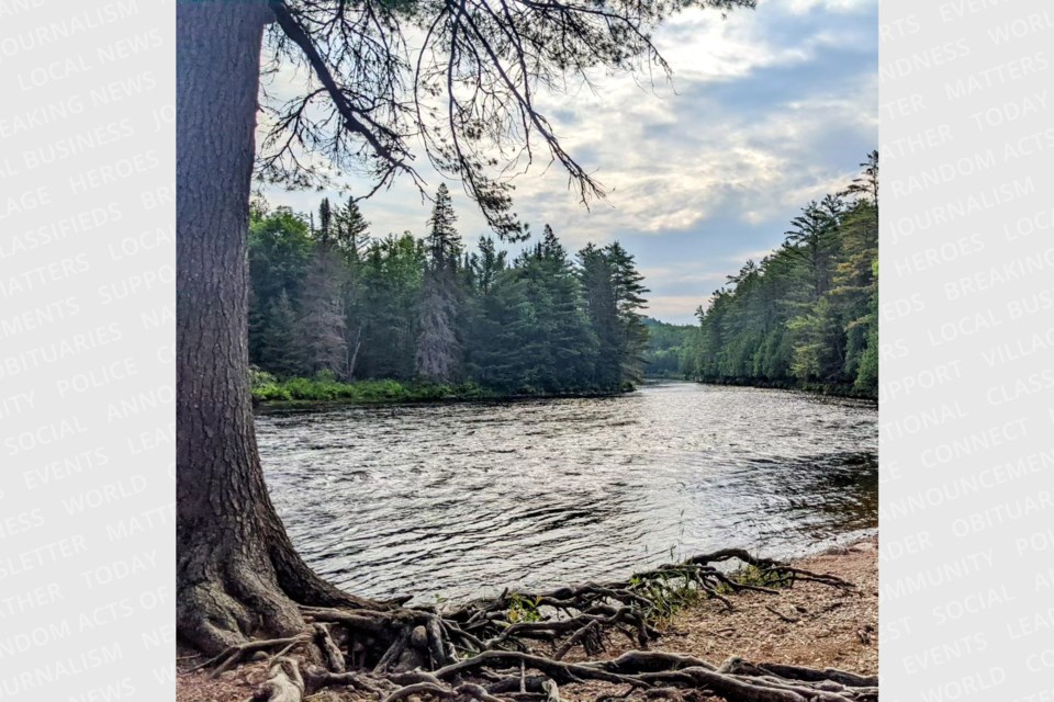 There are so many benefits of being with nature and the trees, this infamous white pine at the Campion Rapids, Samuel de Champlain Provincial Park.