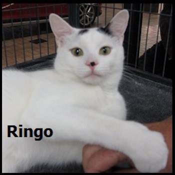 AdoptMe2017-08-15Ringo