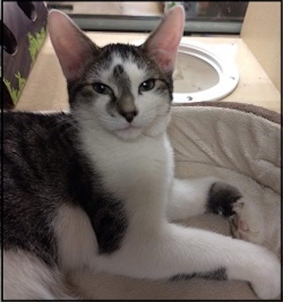 AdoptMe2019-11-19HueyPetSmart