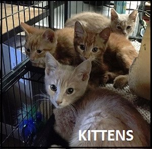 CreatureFeature2016-09-22Kittens