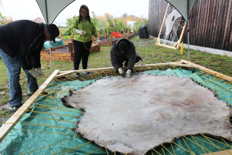 A two-day workshop on preparing moose hides was hosted by Shingwauk Kinoomaage Gamig this week. The donated hies will be used for ceremonial items in Anishinaabe culture such as drums and shakers. 