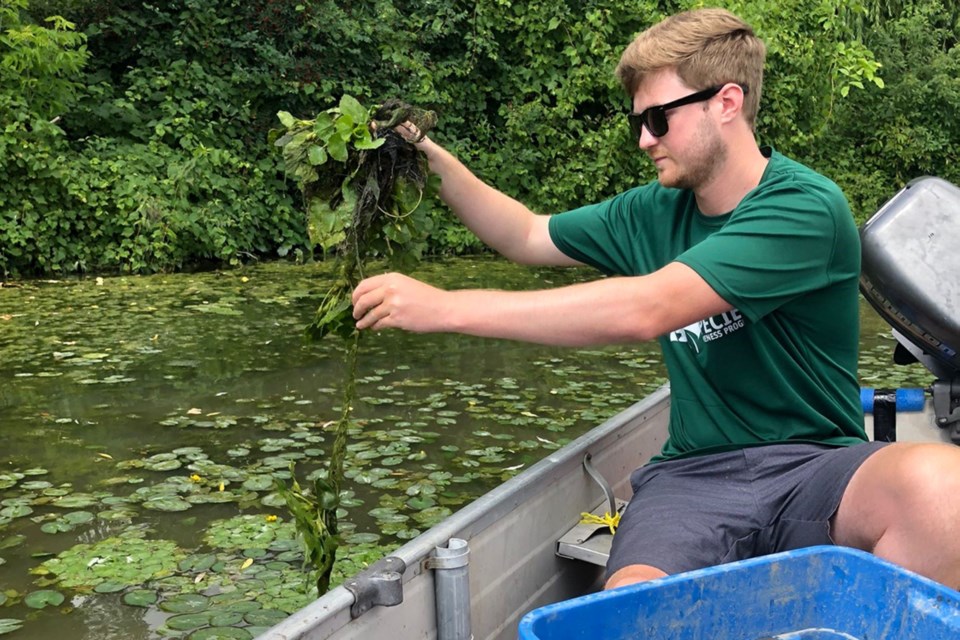 Invasive Species Centre removing European water chestnut.