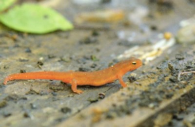20170731-salamanders-supplied-2