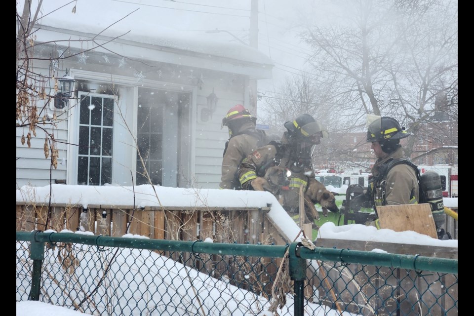 Firefighters are seen rescuing a pair of dogs from 57 Wellington Street East Thursday afternoon. 